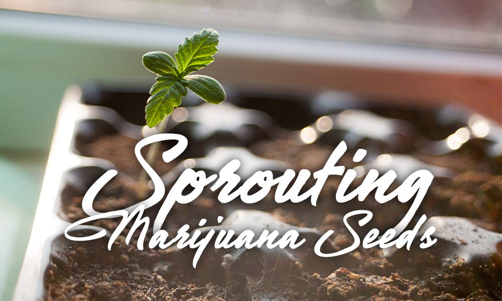 Sprouting Marijuana Seeds Quick Guide - Marijuana Seeds