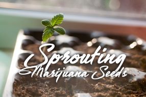 sprouting germinating marijuana seeds