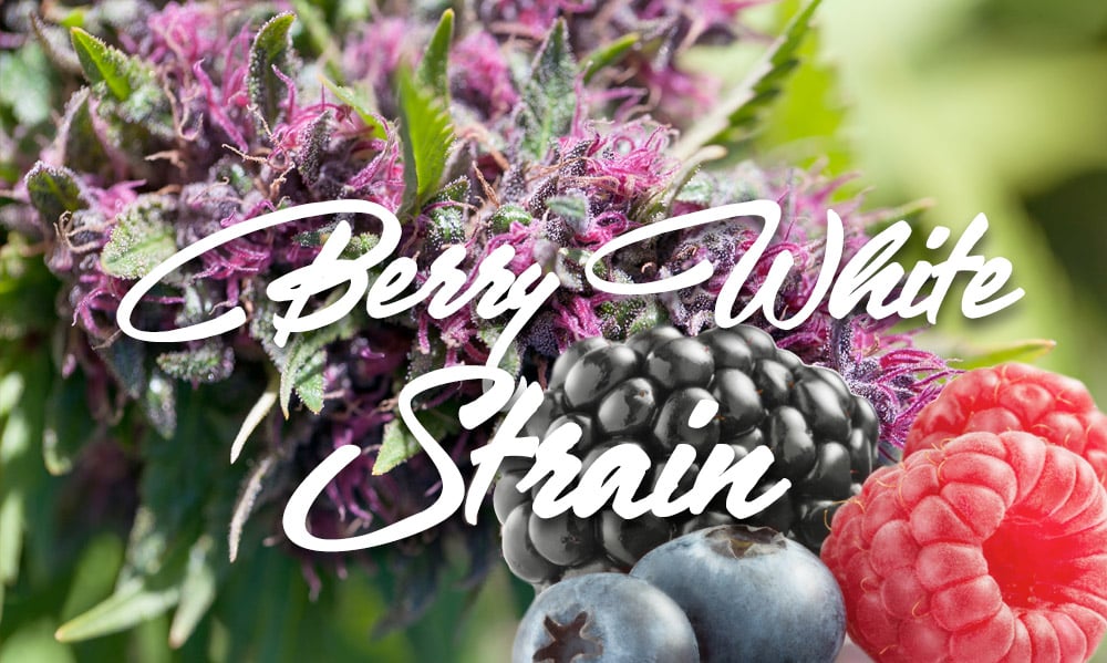 berry white cannabis strain