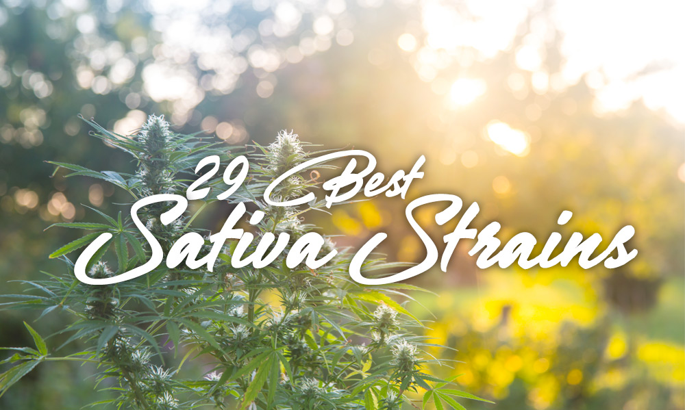 best sativa strains