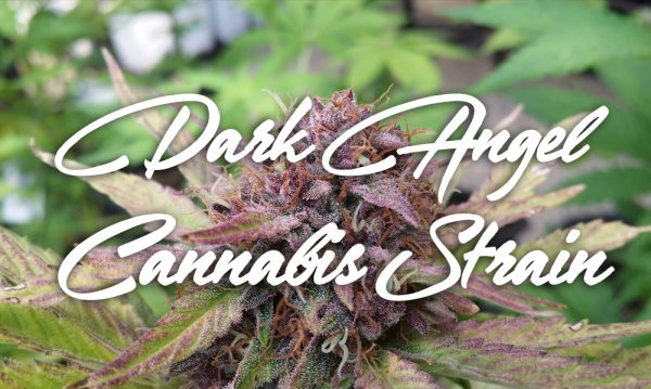 Dark Angel Cannabis Strain
