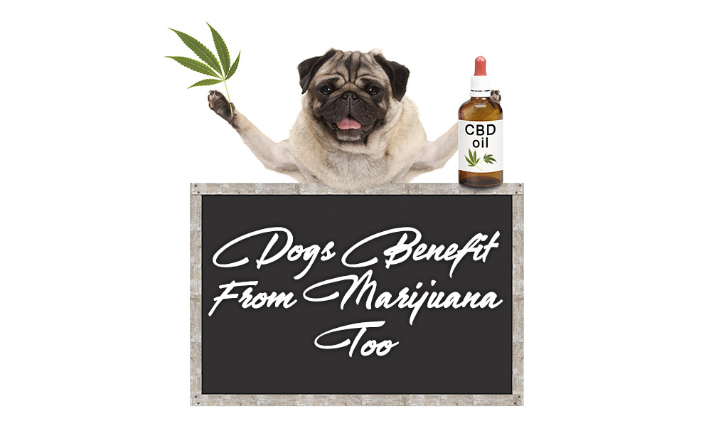 dogs benefit from marijuana