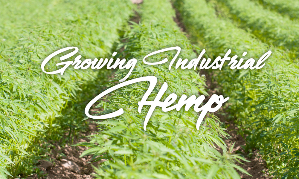 growing industrial hemp