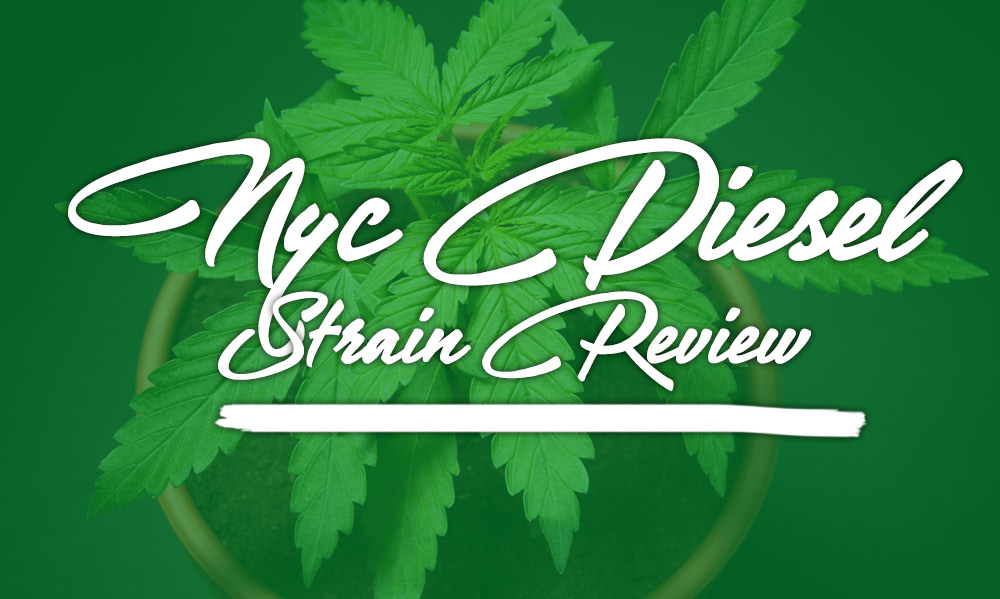 NYC diesel strain