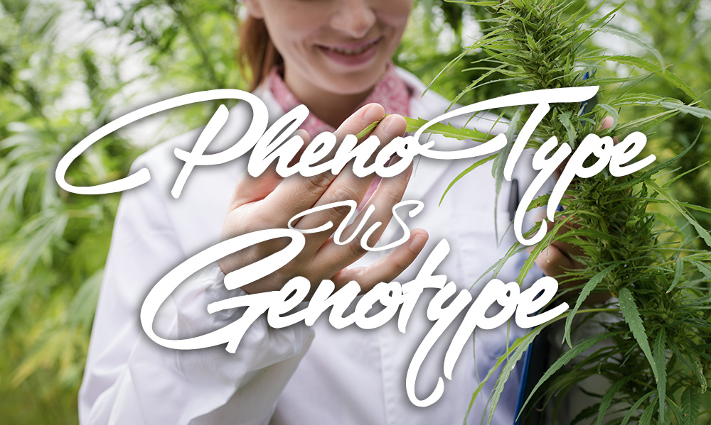 phenotype genotype