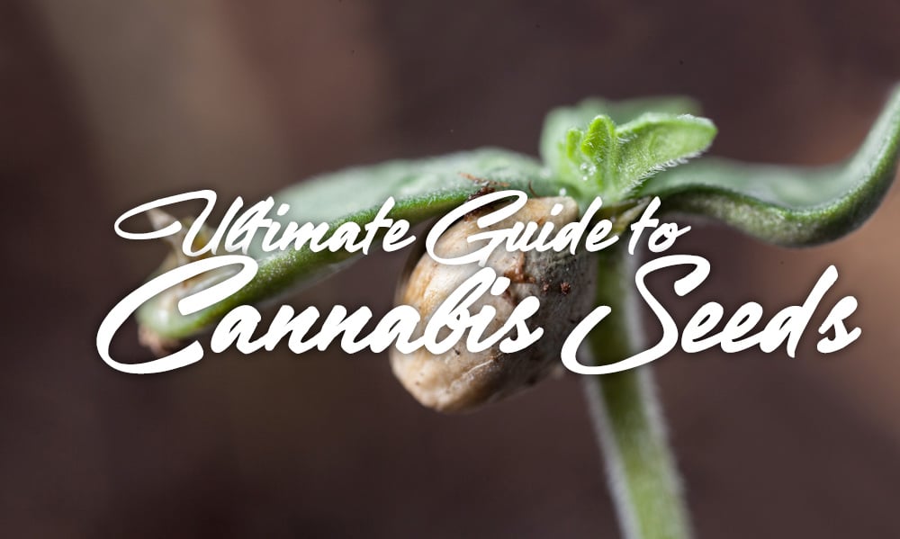guide cannabis seeds