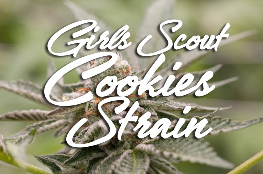 girl scout cookies strain