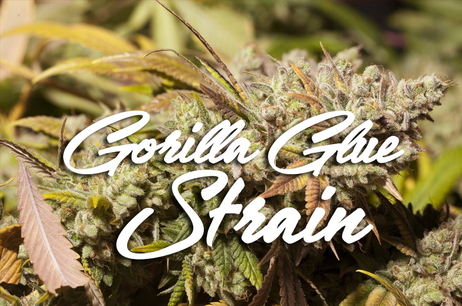 gorilla glue strain