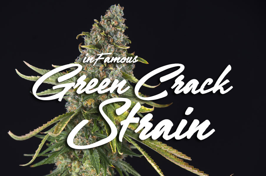 green-crack-strain