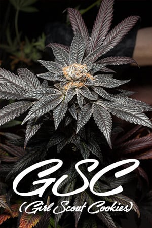 gsc girl scout cookies