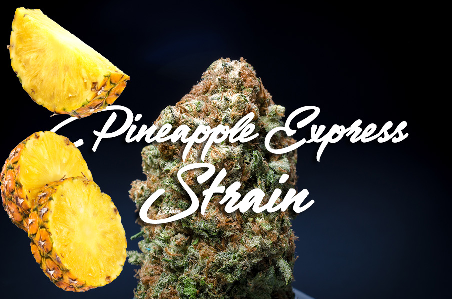 pineapple express strain
