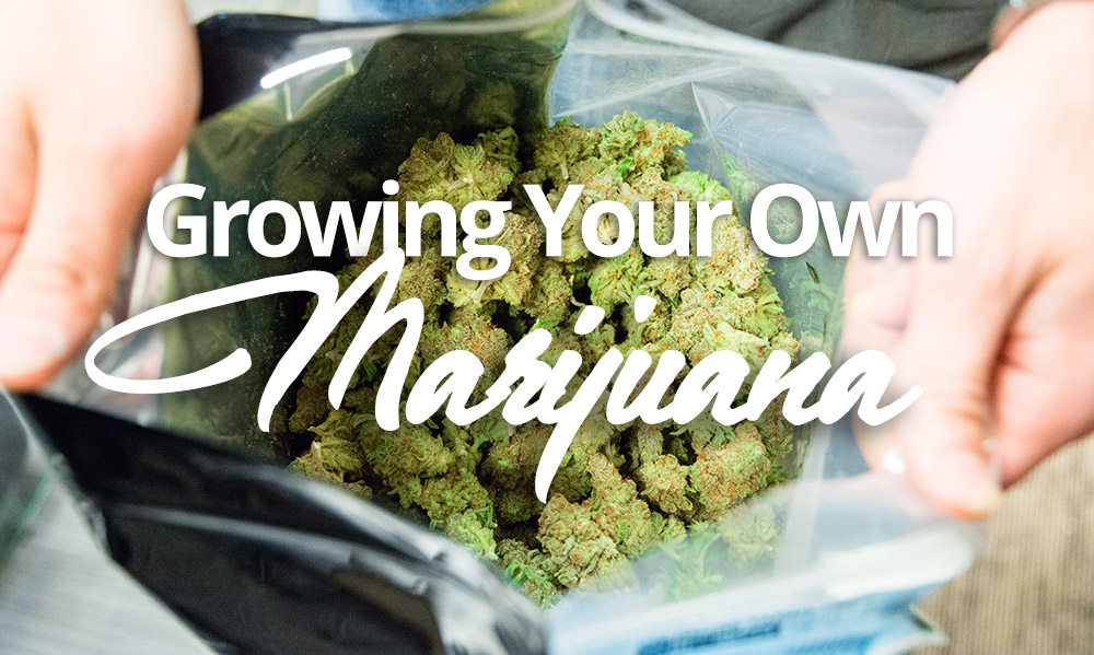 grow your own marijuana
