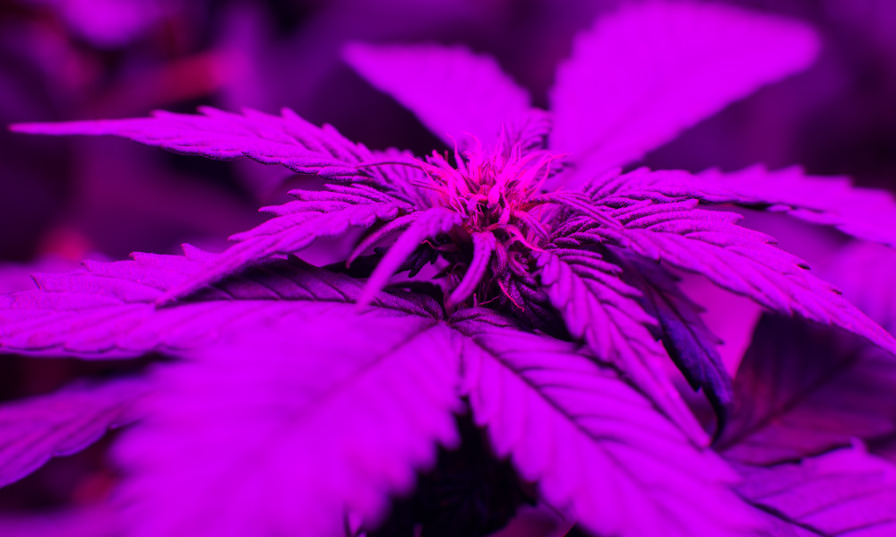 cannabis grow lights