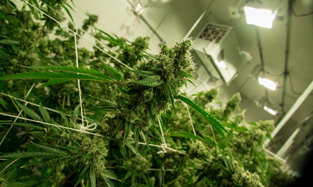 indoor cannabis grow room