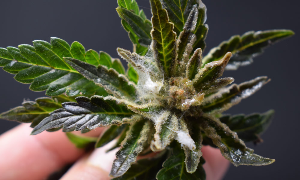 cannabis mold