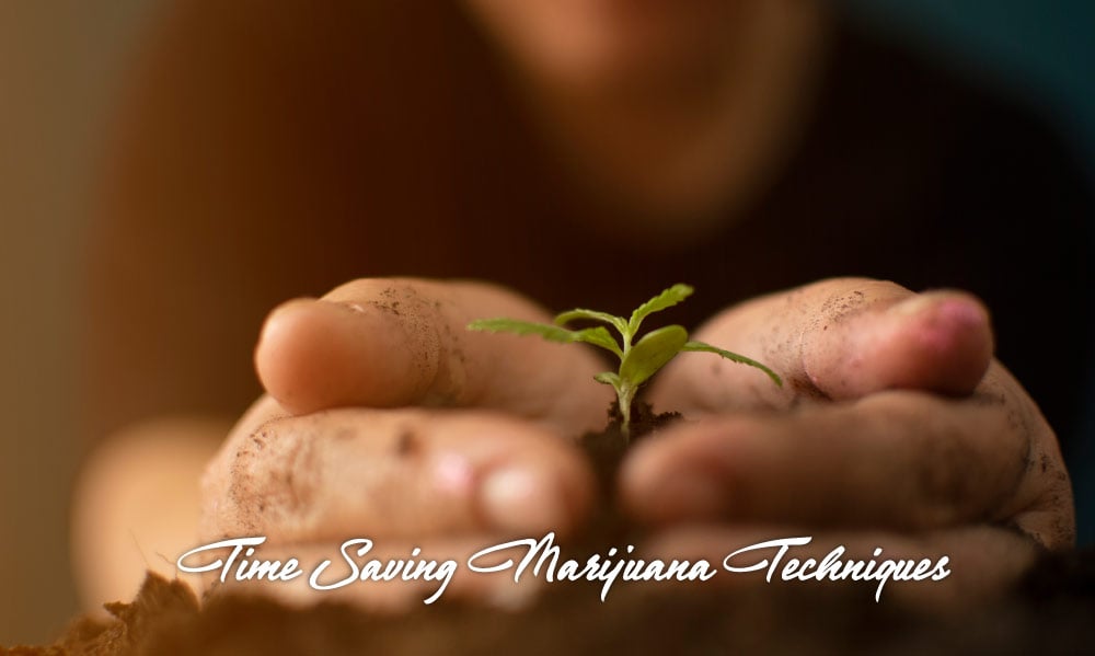 time saving marijuana growing techniques