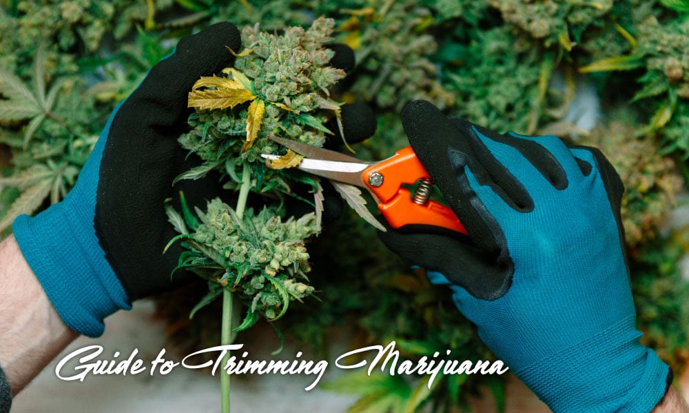 trimming marijuana guide