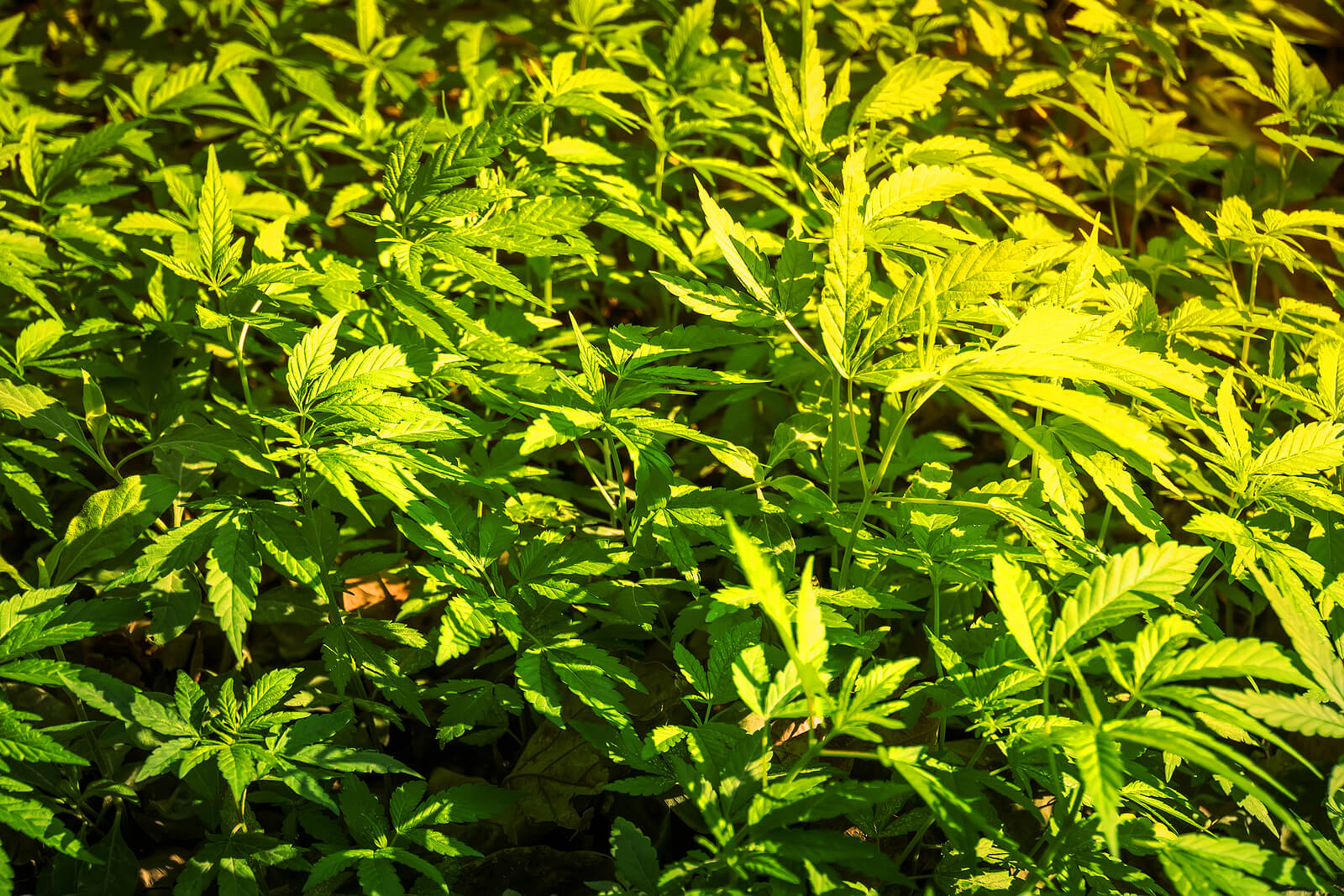 cannabis indica strains