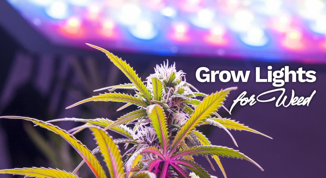 grow lights for weed