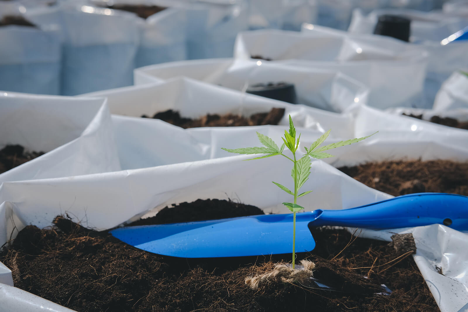 Growing Marijuana in Shipping Containers