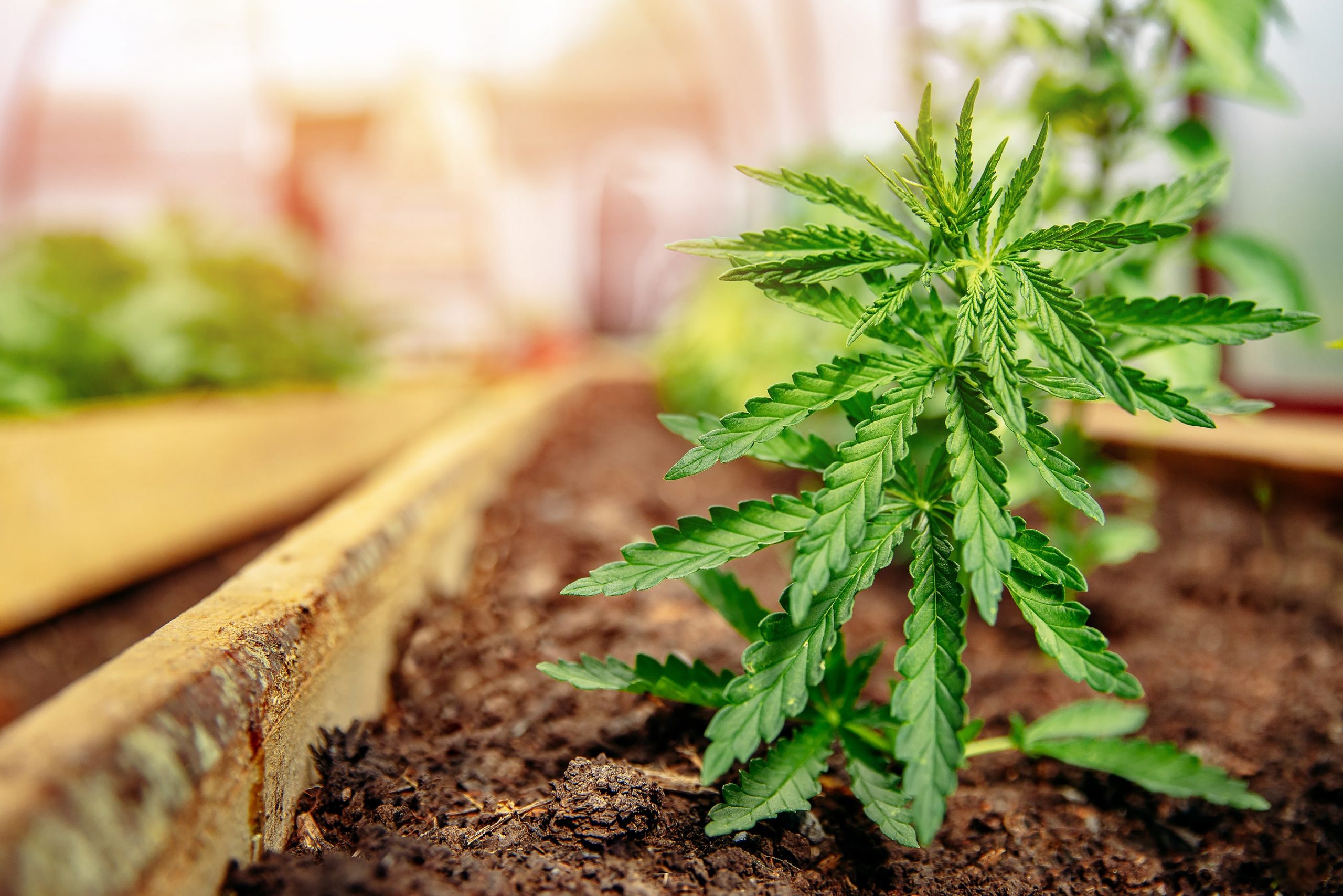 7 stages growing marijuana