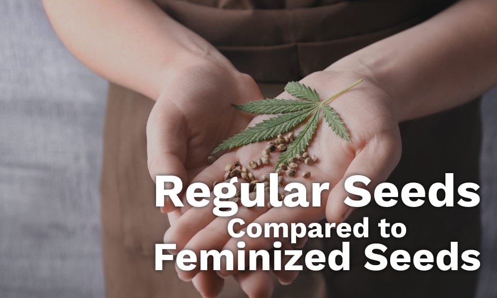 regular feminized seeds
