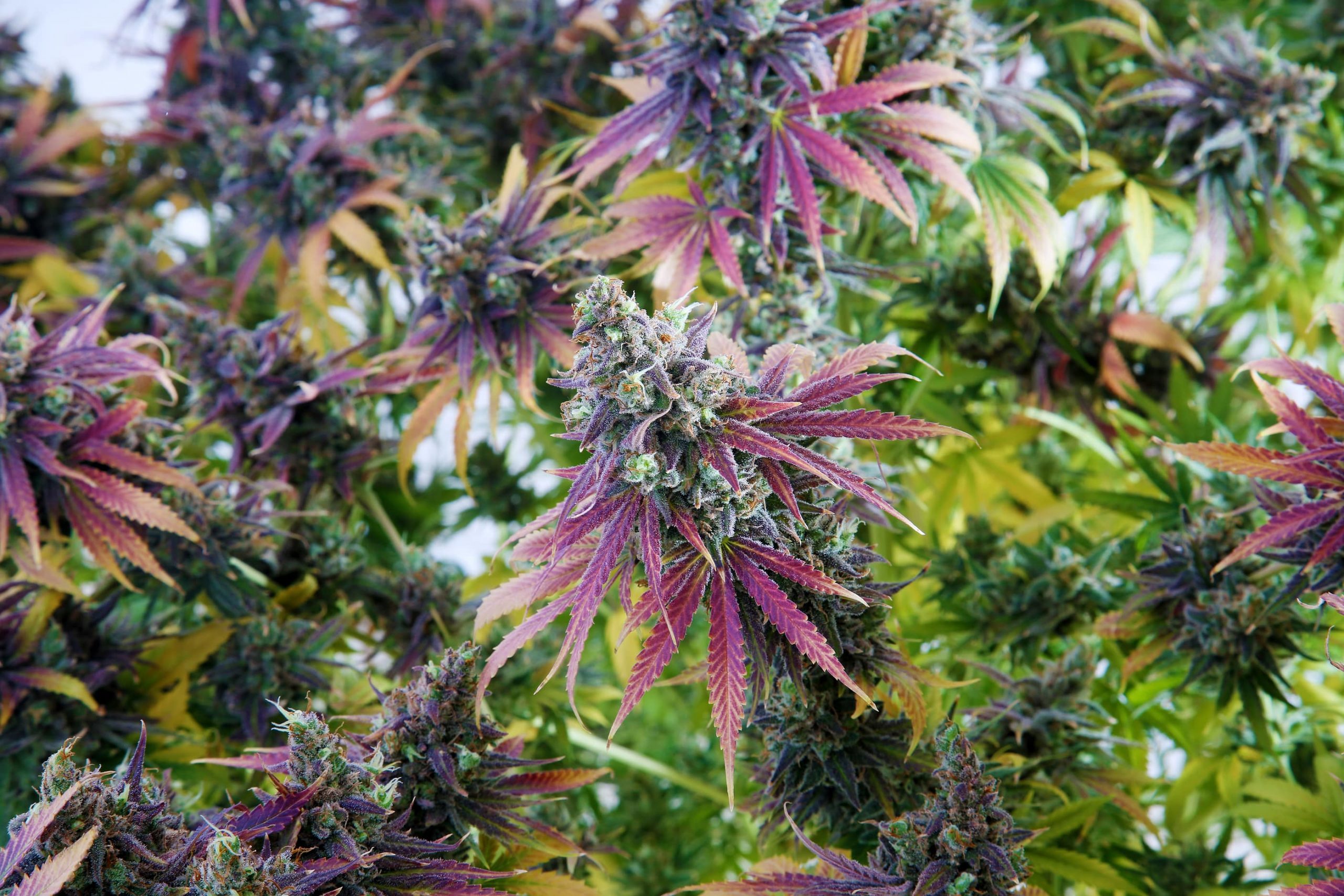 top ten purple marijuana strains