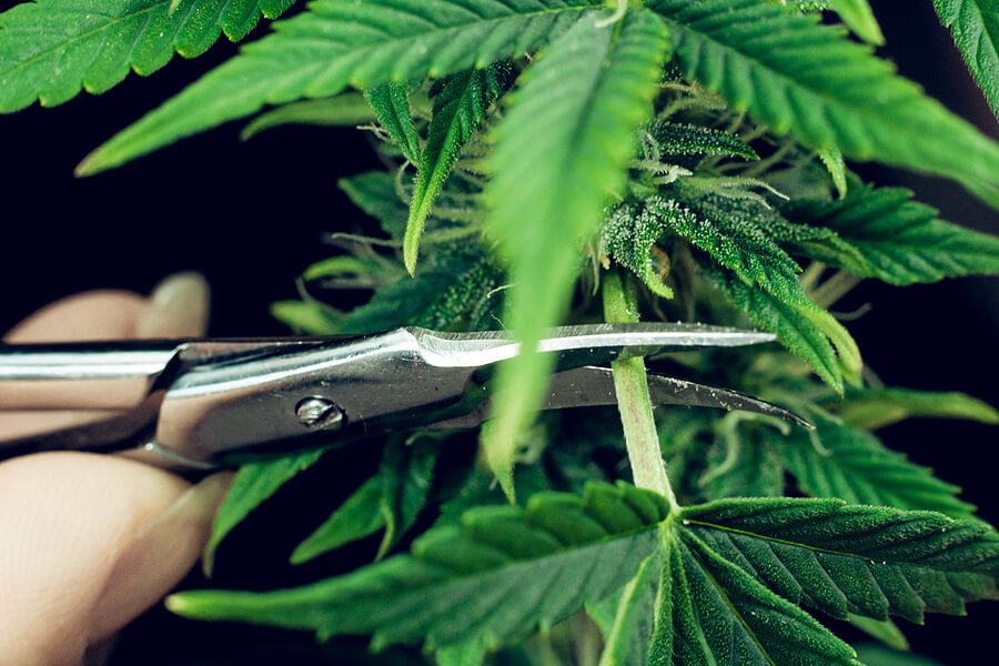 trimming marijuana plants
