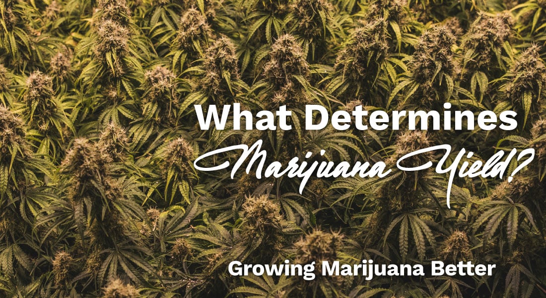 what determines marijuana yield