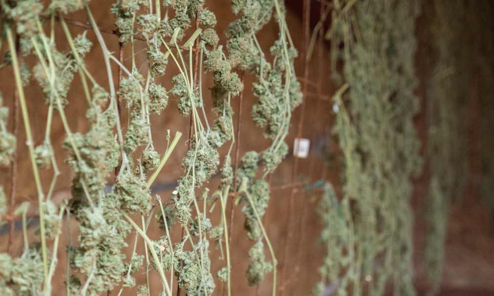 drying cannabis