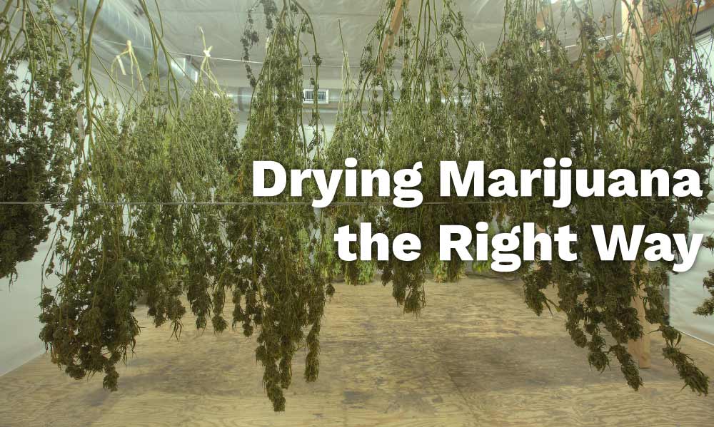 drying marijuana right way