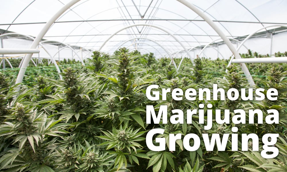 greenhouse marijuana growing