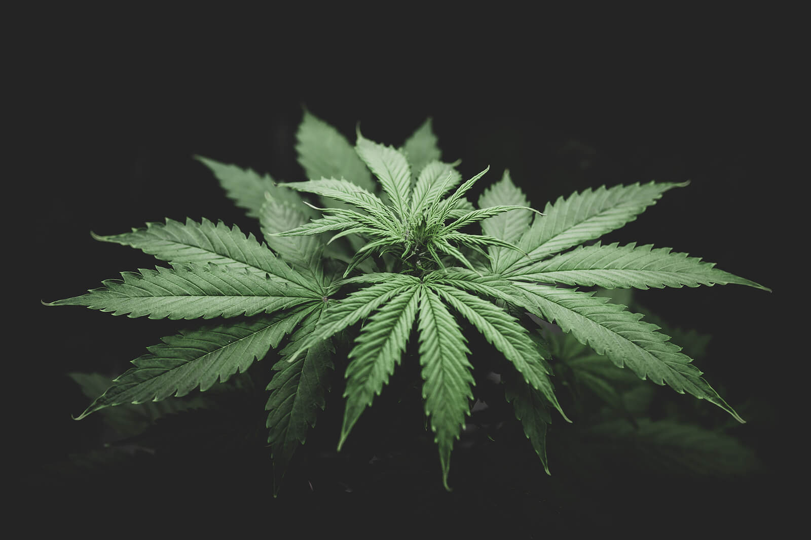 growing autoflower marijuana