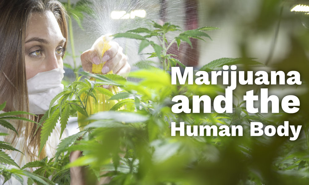 marijuana human body