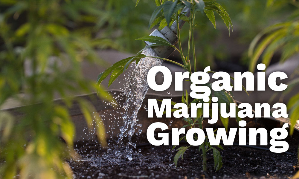 organic marijuana growing