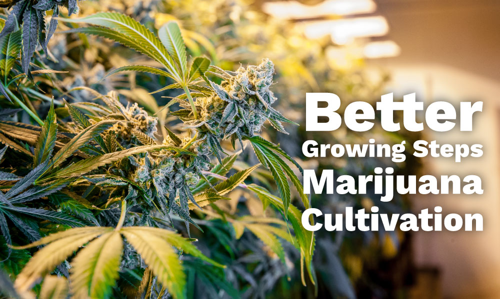 better marijuana cultivation