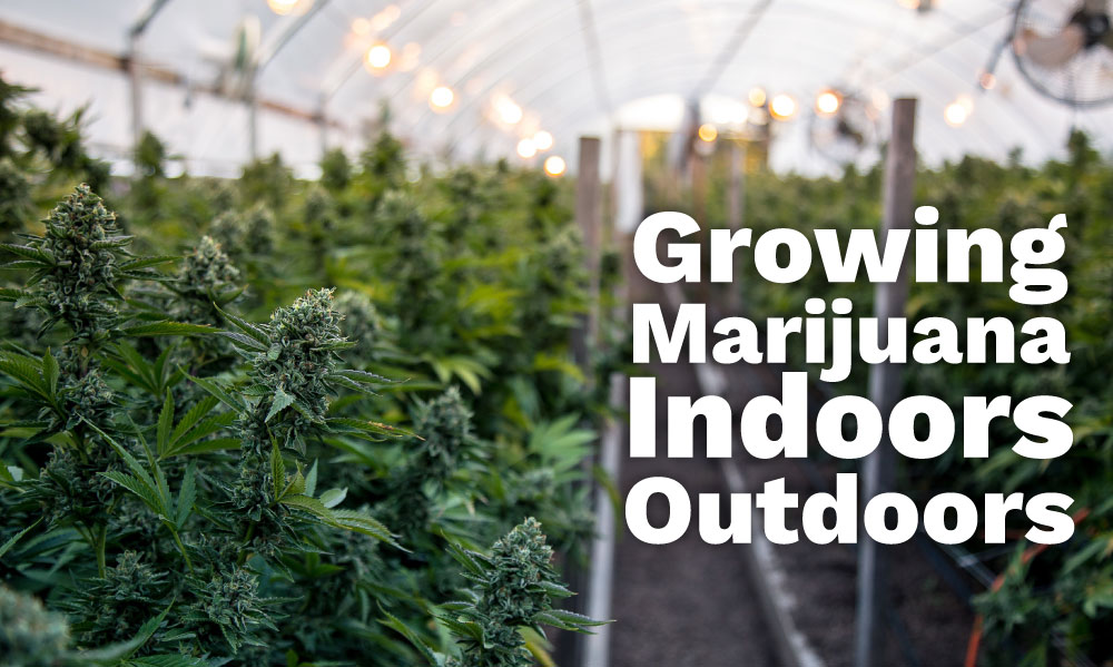 growing marijuana indoors outdoors