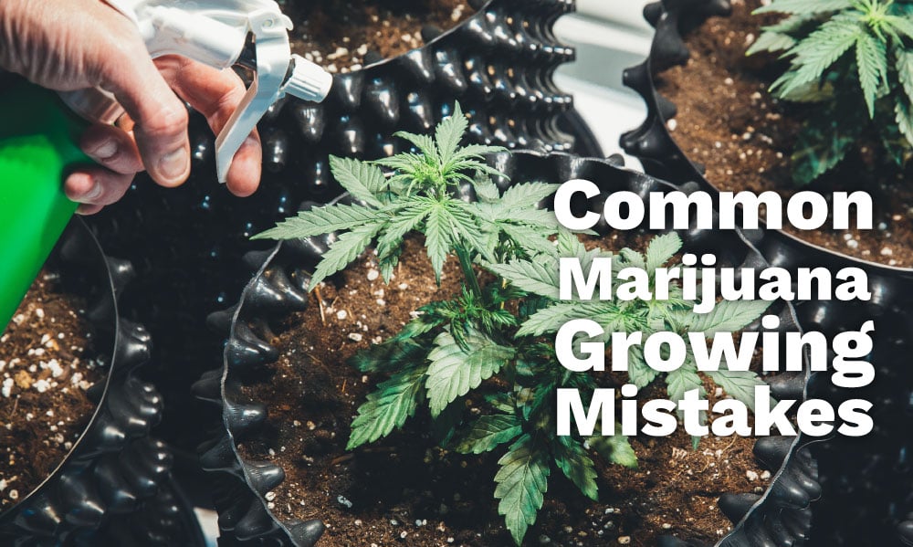 common marijuana growing mistakes