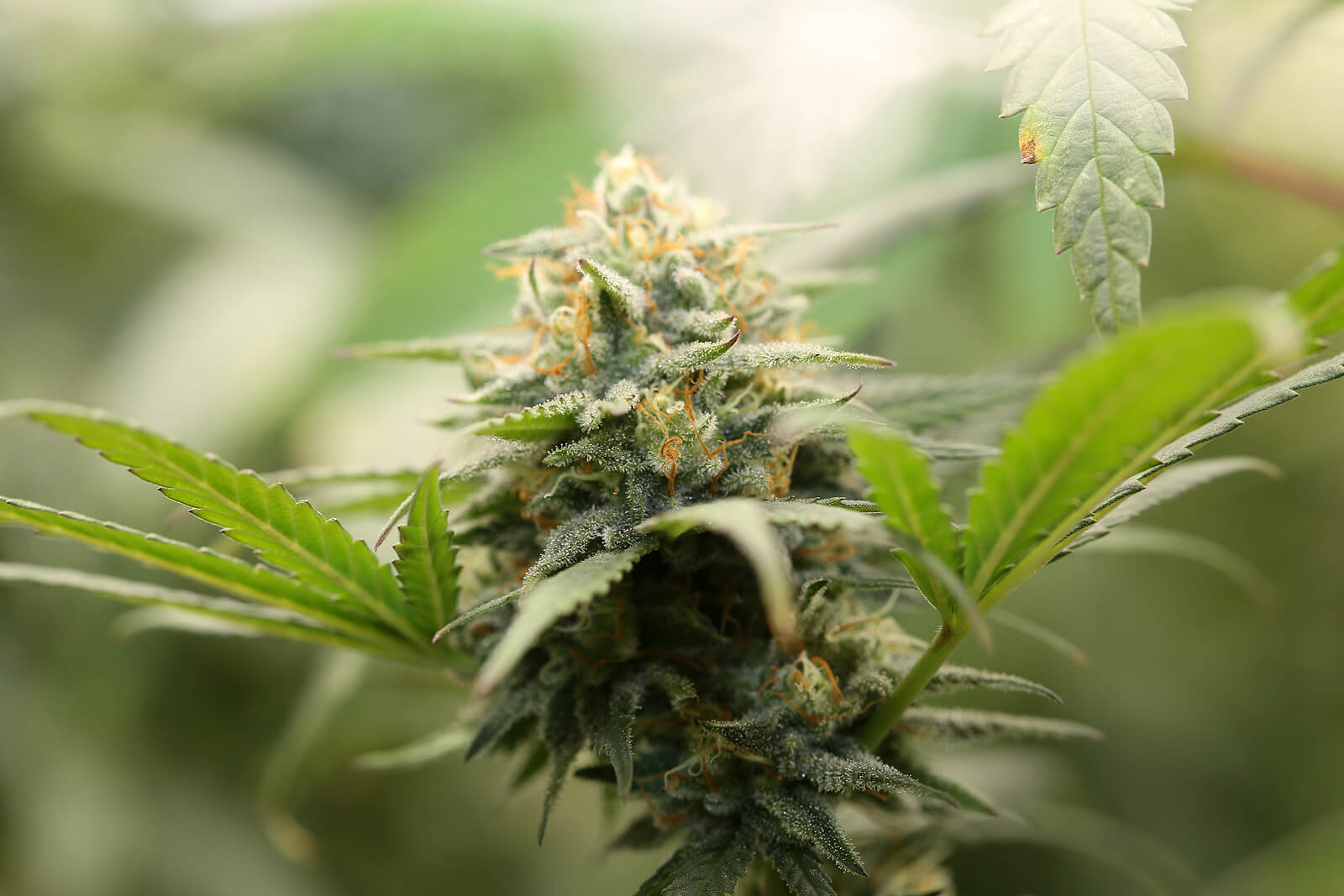 south africa cannabis heaven