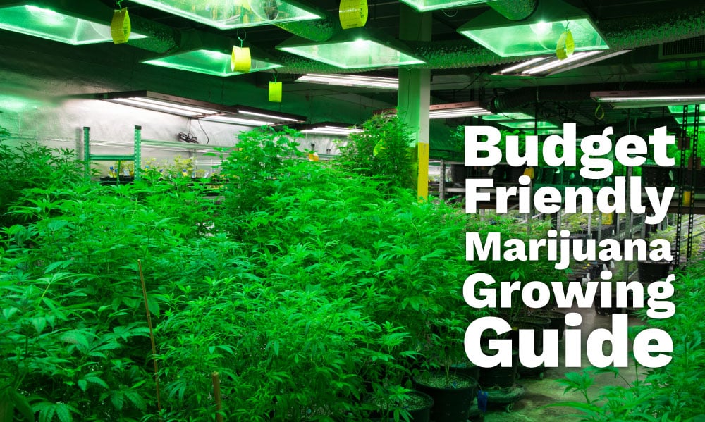 budget grow guide