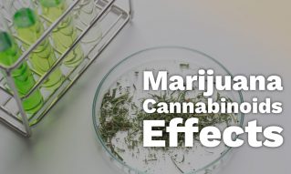 marijuana cannabinoids effects
