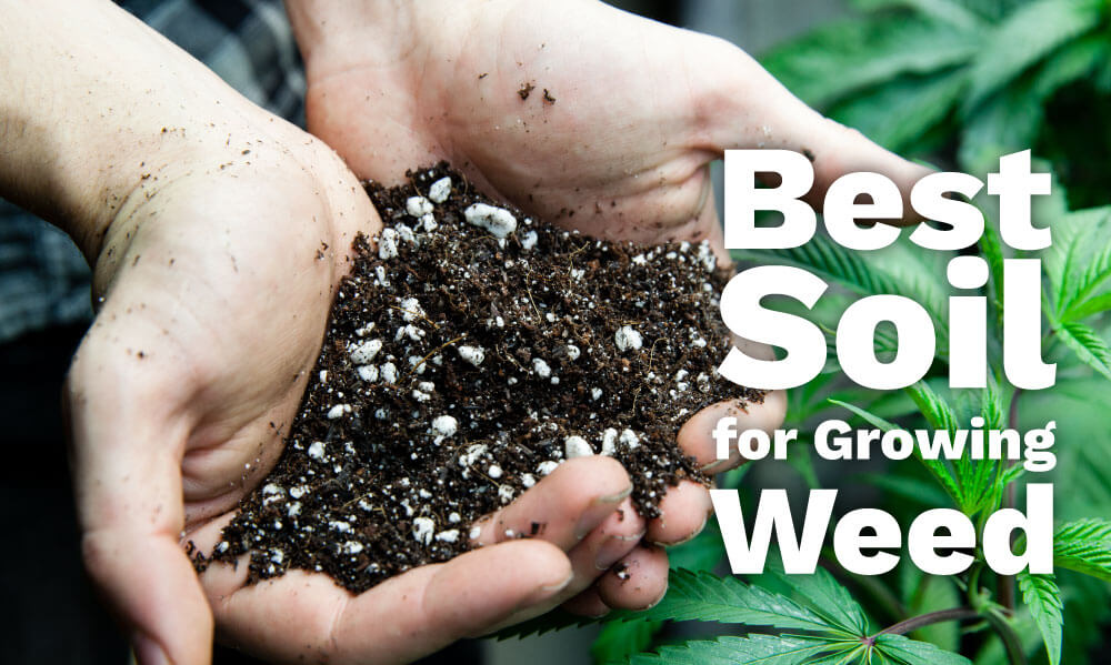 best soil for weed
