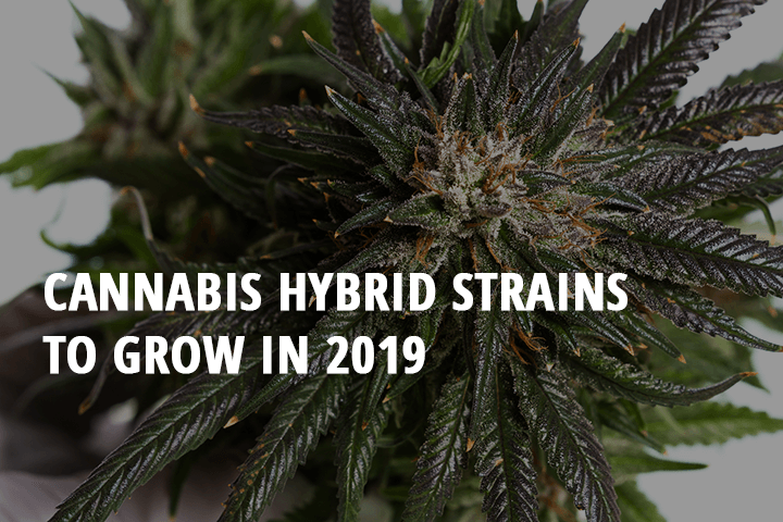cannabis hybrid strains to grow in 2019