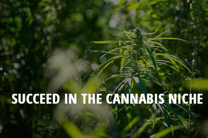 succeed in the cannabis niche