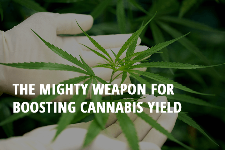 the mighty weapon for boosting cannabis yield