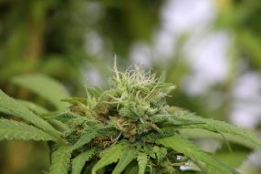 bigstock Detail of cannabis flower pur 320102311