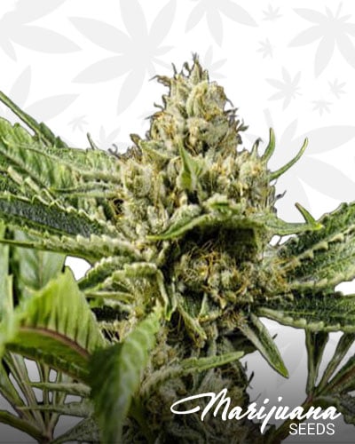 alien hallucination strain alien hallucination strain