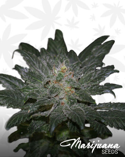 Ambrosia 1