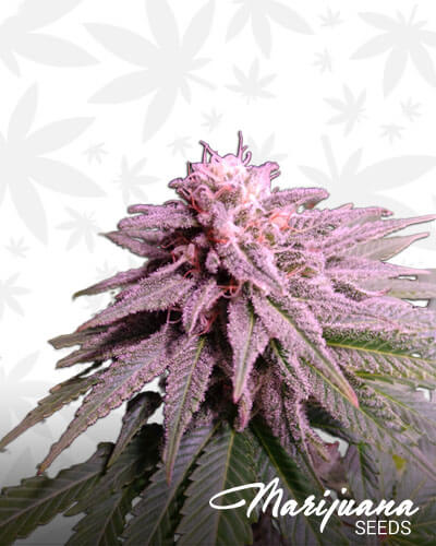 Amethyst Bud 2