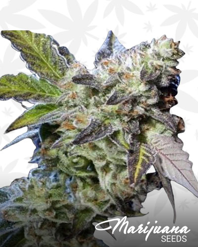 Berry bomb 1